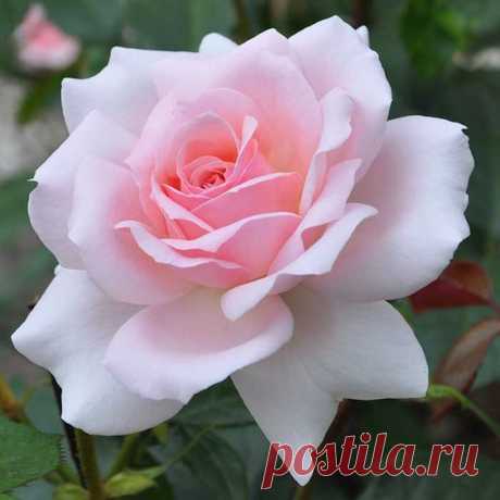 Pinterest