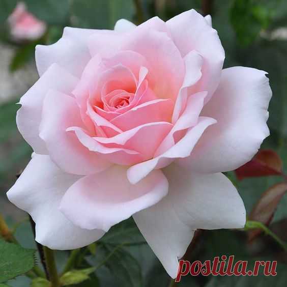 Pinterest