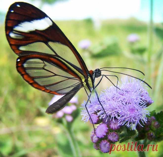 Сбор нектара.