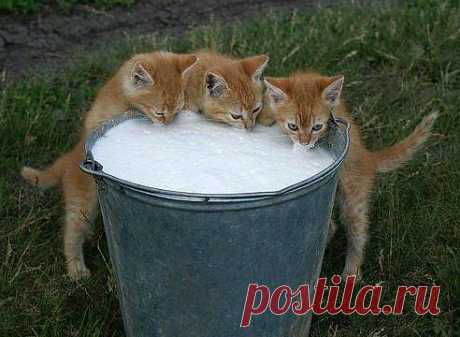 Хозяйка с дойки вернулась