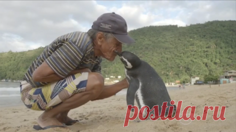 Metro Life в Твиттере: «Penguin swims 5,000 miles every year for reunion with the man who saved his life https://t.co/e4aHHbL8l1 https://t.co/6wcgpTOfAS»