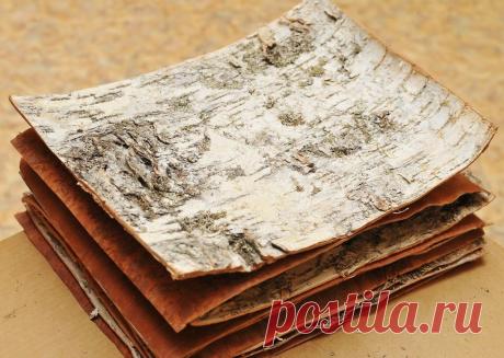 Полезные свойства бересты