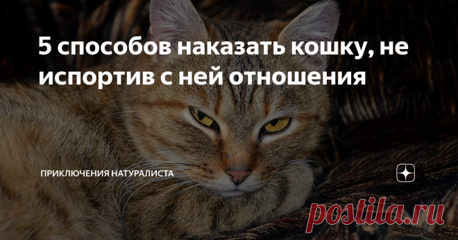 5 способов наказать кошку, не испортив с ней отношения Независимость и свободолюбие — это то, что явно родилось немного раньше, чем сама кошка. По этой причине они редко признают чужой авторитет. Да, кошка умеет быть благодарной, но это не означает, что она в почтении склонит полосатую морду и признает вас более важной персоной. А вот если человек станет «физически настаивать», то о лужах и вездесущих царапинах говорить, наверное, не стоит.