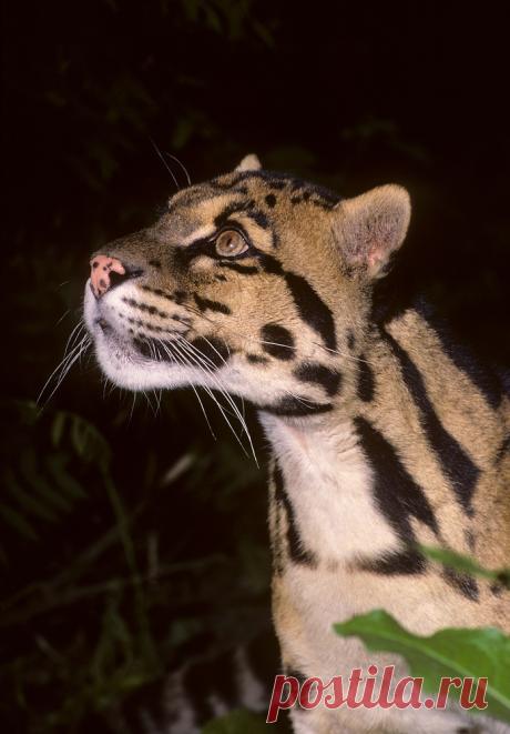 MCL003.jpg | Терри Уиттакер Фотография