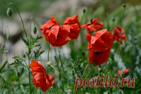 0_160aea_e1ac0d31_XXL.jpg (1024×683)