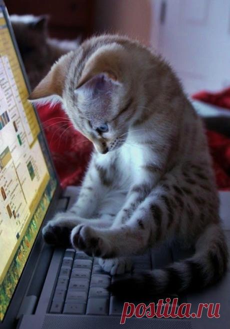 WOA Animal – Google+