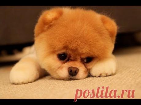 Одноклассники