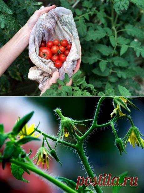 Ошибки, снижающие урожай томатов