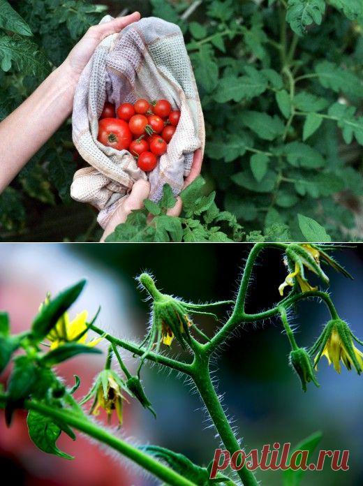Ошибки, снижающие урожай томатов