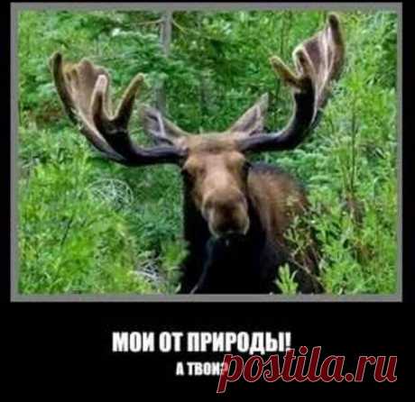 Как говорила бабушка:"Если мужа плохо кормить-он похудеет и с него начнут спадать трусы...Причем не дома😜(анекдоты) | Все про звезды и много смеха!!! | Яндекс Дзен