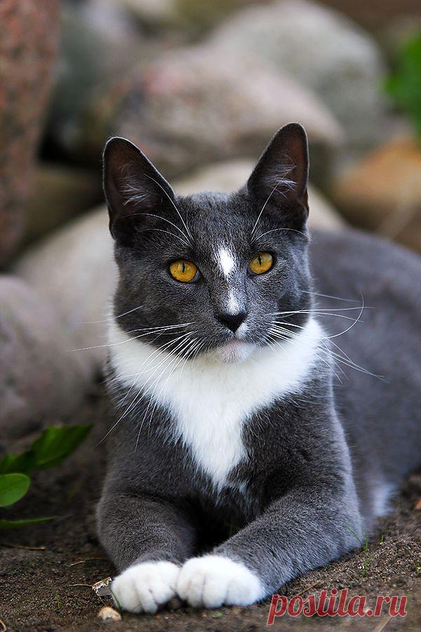 sweet child of mouse