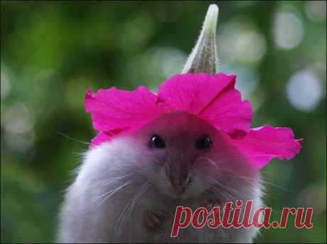 «В шляпке.» — карточка пользователя Margaritkaoma в Яндекс.Коллекциях