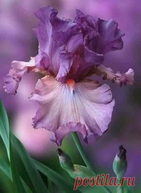 Beautiful Dreams