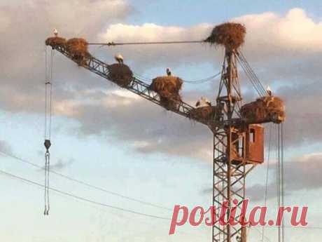 Походу роддом строят...)