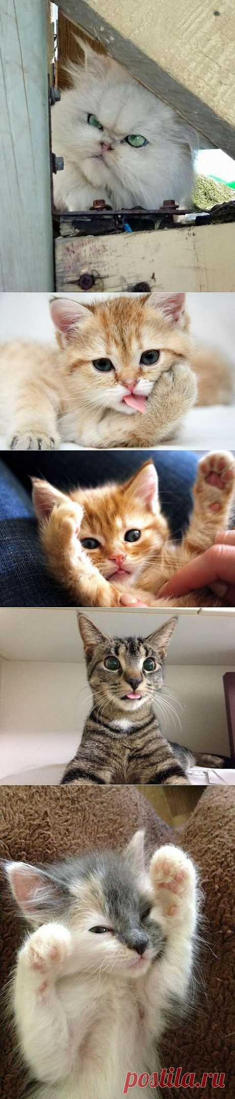 ����� � ���������� �������
ПРИКОЛЬНЫЕ КАРТИНКИ ЖИВОТНЫХ