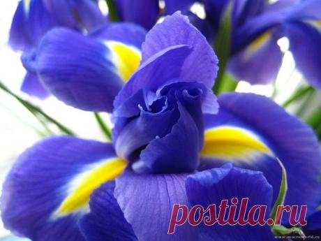 Ирис..