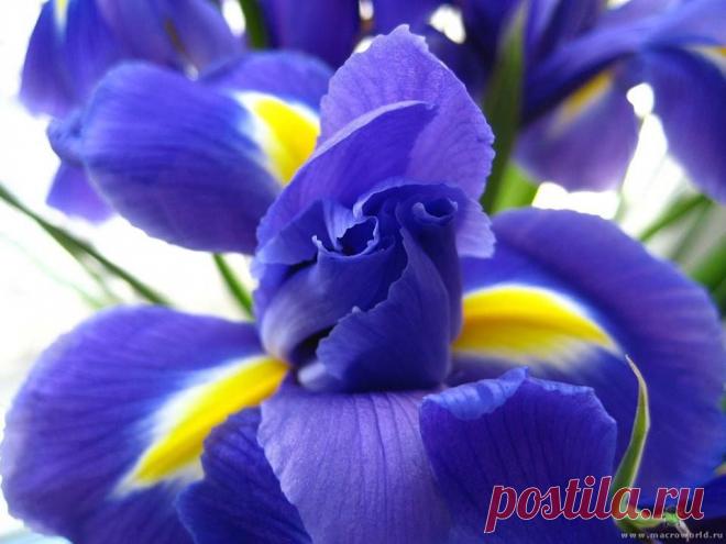 Ирис..