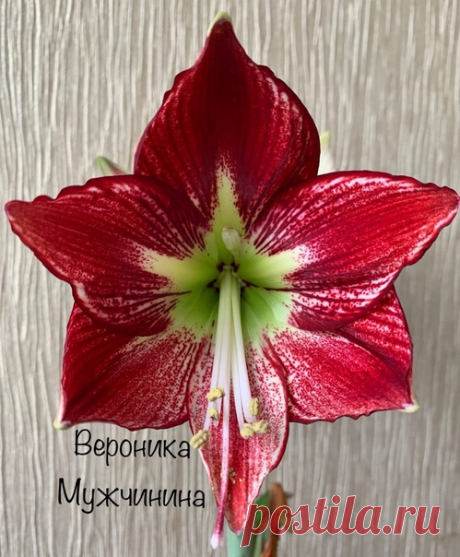 Гиппеаструм Фламенко Куин