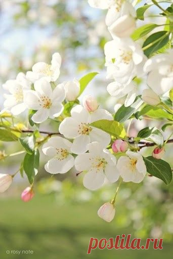ПРИРОДА | Фотографии МилаЯ ***** | 77 фото