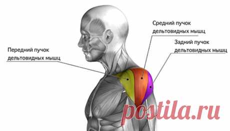 Тренировка плеч. Программа для больших и круглых дельт
Массивные и круглые дельтовидные мышцы плеча – мечта, для большинства начинающих заниматься в тренажерном зале. Я сам, как и многие, смотрел с восхищением на профессиональных бодибилдеров и опытных спортсменов, которые обладали внушительными объемами плеч , рук и грудных мышц. Но взгляд падал в первую очередь на красиво развитые дельтовидные мышцы, которые придают плечевому поясу спортивный […]
Читай дальше на сайте. Жми подробнее ➡