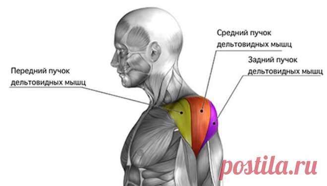 Тренировка плеч. Программа для больших и круглых дельт
Массивные и круглые дельтовидные мышцы плеча – мечта, для большинства начинающих заниматься в тренажерном зале. Я сам, как и многие, смотрел с восхищением на профессиональных бодибилдеров и опытных спортсменов, которые обладали внушительными объемами плеч , рук и грудных мышц. Но взгляд падал в первую очередь на красиво развитые дельтовидные мышцы, которые придают плечевому поясу спортивный […]
Читай дальше на сайте. Жми подробнее ➡