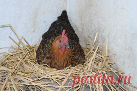 3 formas seguras de saber qué gallinas están poniendo y cuáles no. Llevo usándolos más de 20 años y nunca me han defraudado. | Colmenar Pastushev | YandexZen