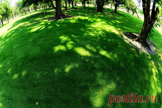 Какие растения можно сажать под деревьями — Чудеса