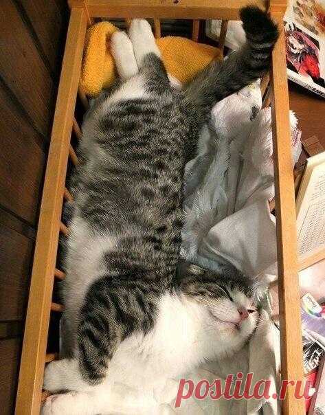 Котики, с которыми не соскучишься!
