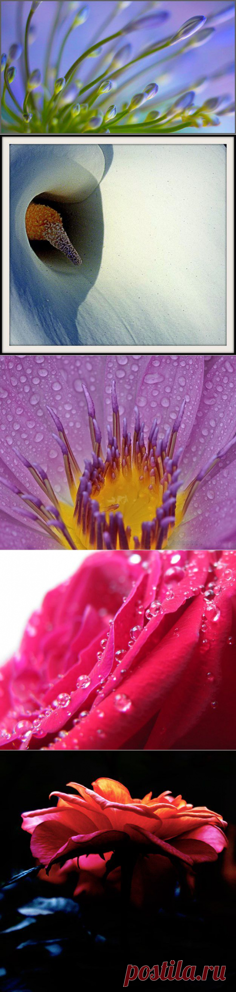 Abstract Floral 2015 - Worth1000 Contests