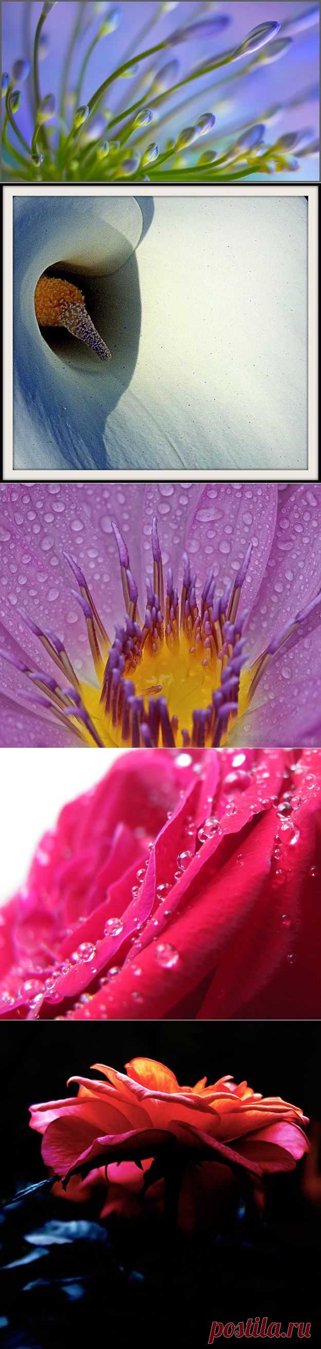 Abstract Floral 2015 - Worth1000 Contests