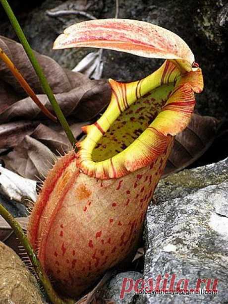 Найдено на сайте flickr.com.