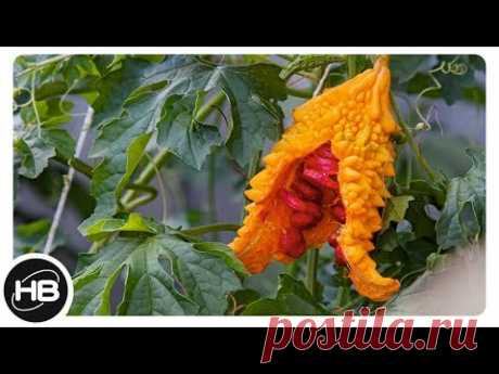 10 самых необычных фруктов. Факты о фруктах