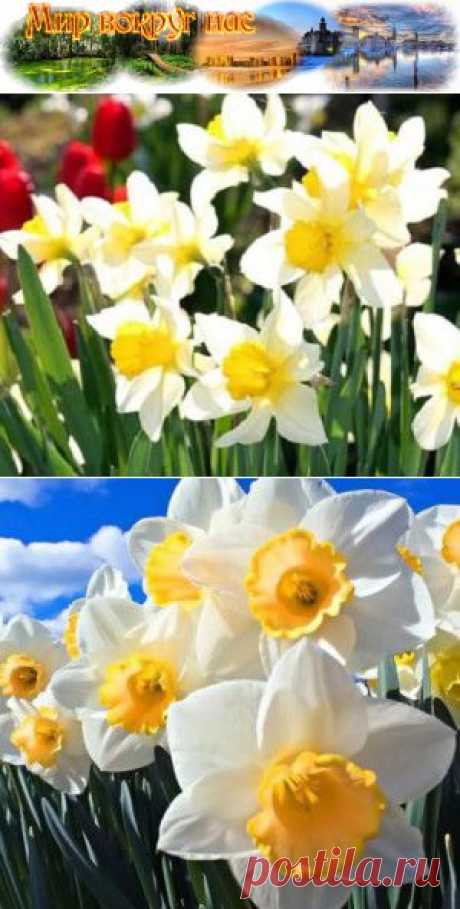 Цветы в доме зимой Посадка нарциссов | Мир вокруг нас