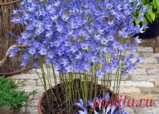 Комнатная бродиэя — роскошные синие акценты в интерьере. Виды. Уход в домашних условия 


Мода на выращивание странных комнатных растений с необычными цветками или деформированными стеблями привлекла внимание к одному из самых экзотичных луковичных – бовиэе. Вьющийся огурец, или вьющаяс…