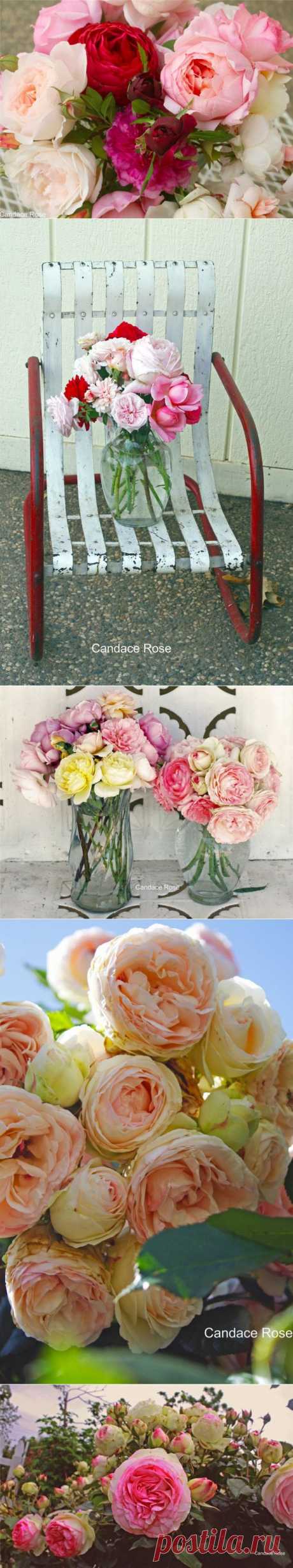 Англиские розы - ЛЕПЕСТОК - Valbonsky roses, the Pink elegy, the French bouquet, English roses - https://blogs.privet.ru/community/magic_flowers/82099258