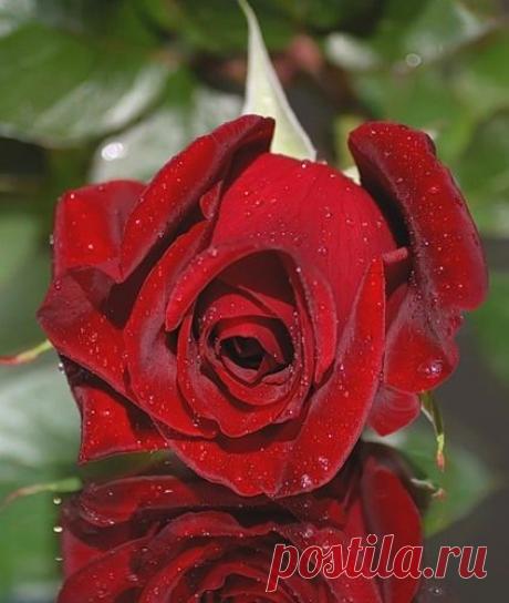 Розы и подарки друзей -роскош бархата