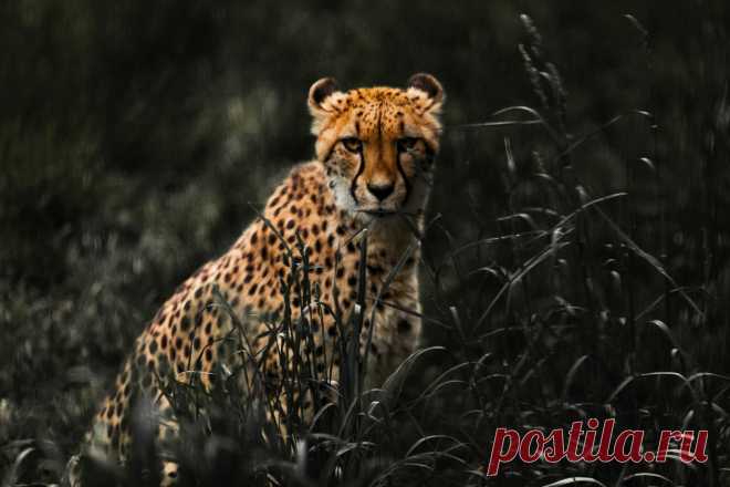 Гепарда без преувеличения можно назвать одним из самых красивых животных на планете. Этот изящный хищник покоряет своей неповторимой грацией.
