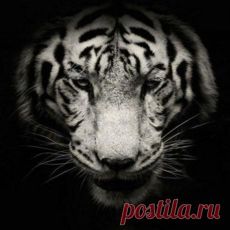 Владимир: Сам себе хозяин !