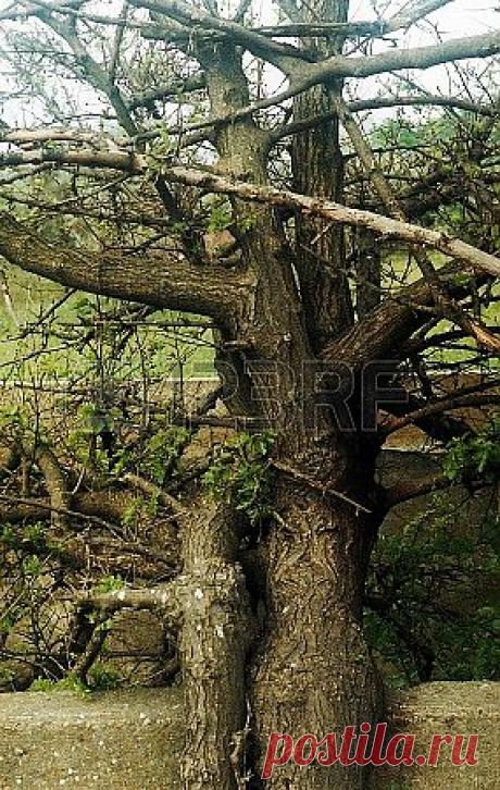 комбинации Фотография, картинки, изображения и сток-фотография без роялти. Image 24629289.