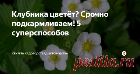Клубника цветёт? Срочно подкармливаем! 5 суперспособов Если Ваша клубника зацвела, то подкормка в это время увеличит количество ягод. Они станут вкуснее, крупнее и сочнее — то, что надо! Во время цветения растение требуется в калии в большом количестве и других микроэлементов. Как их внести в почву — рассказываем в публикации. Оставайтесь с нами :)