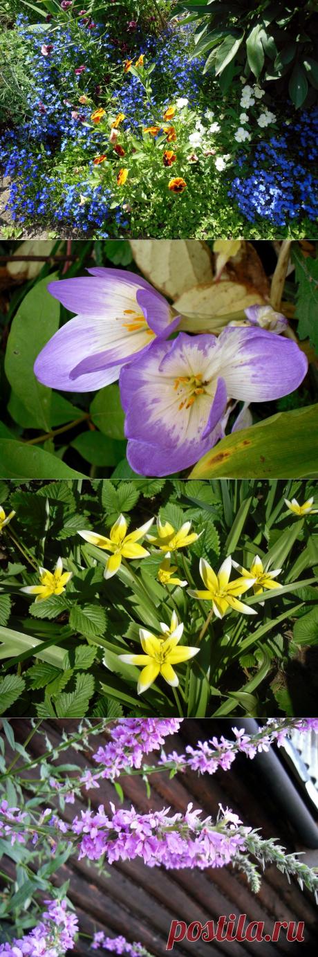 27 неприхотливых цветов для начинающих садоводов | Самоцветик