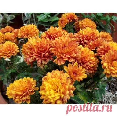 Хризантема 
