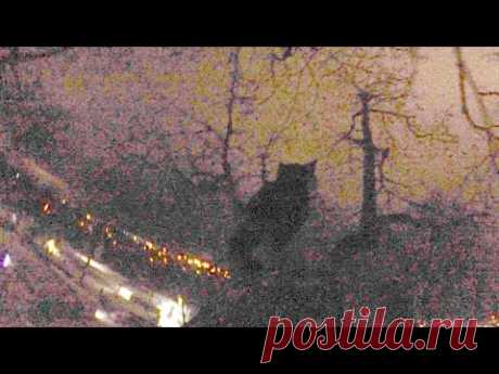 Сильно меня не ругайте за качество видео, в момент выполнения задачи, в первую очередь я думал о своей безопасности, и о том, как снять кота с дерева, съемка видео была второстепенной, я бы даже сказал, что камера выполняла роль видеорегистратора.  Бедный котик просидел на дереве четыре дня. Используя альпинистское снаряжение, обеспечив себя страховкой, я поднялся на дерево и снял кота. К сожалению, спасенное животное не удалось снять на видео, так как оказавшись внизу, оно сбежал.