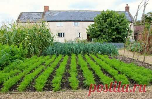 Пять способов севооборота для дачного участка