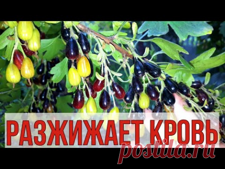 Соседка 80 лет, шустрая как львица, ЧИСТЫЕ сосуды, гибкие СУСТАВЫ, вот её СЕКРЕТ.