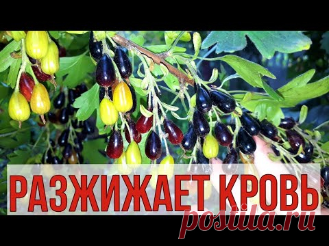 Соседка 80 лет, шустрая как львица, ЧИСТЫЕ сосуды, гибкие СУСТАВЫ, вот её СЕКРЕТ.