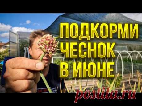 Обязательно подкормить чеснок летом для большой головки, единственное удобрение это сульфат калия