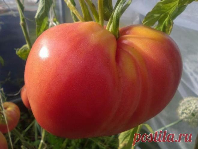 Весь Август ели с наслаждением только эти Сорта сочных, сладких и мясистых Томатов | Домик окнами в сад | Яндекс Дзен