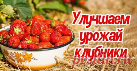Как улучшить урожай клубники: 3 секрета | Полезные советы на все случаи жизни