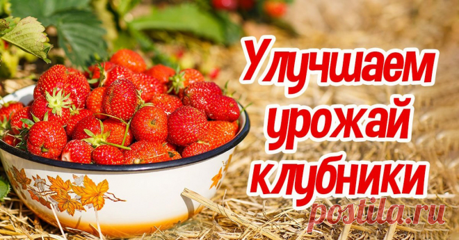 Как улучшить урожай клубники: 3 секрета | Полезные советы на все случаи жизни